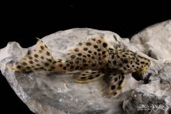 Leporacanthicus heterodon - Click for species data page