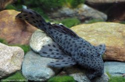 Leporacanthicus joselimai