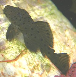 Leporacanthicus sp. (L314)