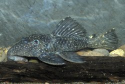 Leporacanthicus sp. (L473) - Click for species page