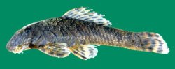 Leptoancistrus canensis - Click for species page