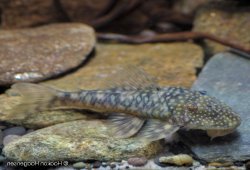 Lithoxancistrus orinoco - Click for species data page