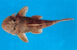 Lithoxancistrus orinoco