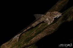 Loricaria lata - Click for species data page