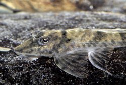 Loricaria tucumanensis