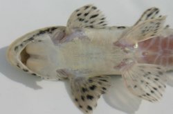 Loricariichthys platymetopon