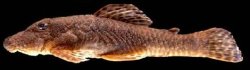 Neblinichthys brevibracchium - Click for species data page