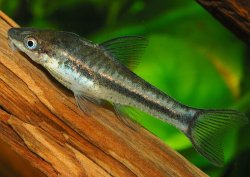 Otocinclus affinis - Click for species page