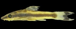 Otocinclus batmani