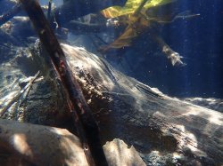 Otocinclus bororo