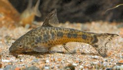 Otocinclus flexilis