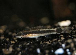 Otocinclus macrospilus - Click for species page