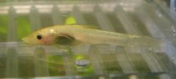 Otocinclus macrospilus