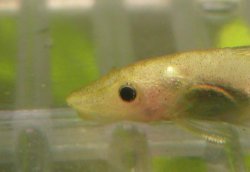 Otocinclus macrospilus