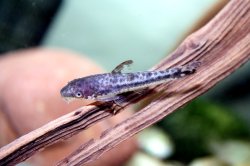 Otocinclus mimulus