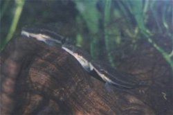 Otocinclus sp. (1)