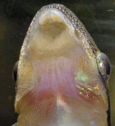 Otocinclus vittatus