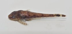 Otothyris lophophanes - Click for species page