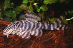 Panaqolus sp. (L169)