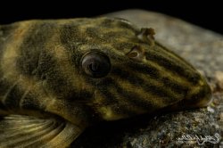 Panaqolus sp. (L002)