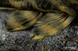 Panaqolus sp. (L002)