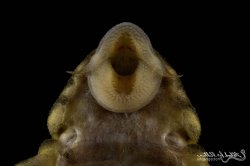 Panaqolus sp. (L002)