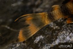 Panaqolus sp. (L169)