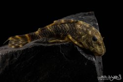 Panaqolus sp. (L448)