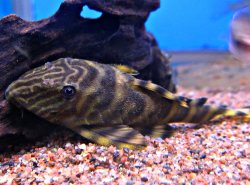 Panaqolus tankei