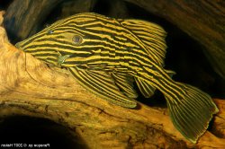 Panaque armbrusteri