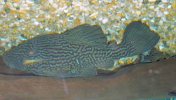 Panaque nigrolineatus