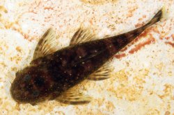 Paralithoxus cf. raso - Click for species page