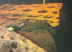 Parancistrus sp. (L332)