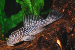 Parancistrus sp. (LDA046)