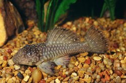 Parancistrus sp. (LDA046)