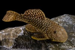 Parancistrus sp. (LDA046) - Click for species data page