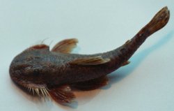 Pareiorhaphis mutuca - Click for species data page