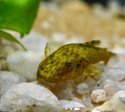 Parotocinclus adamanteus