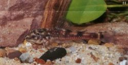 Parotocinclus cf. cesarpintoi - Click for species page