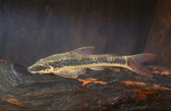 Parotocinclus cf. maculicauda - Click for species page