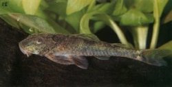 Parotocinclus jumbo