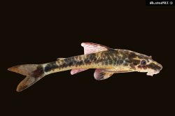 Parotocinclus maculicauda - Click for species data page