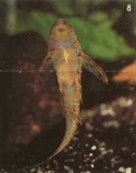 Parotocinclus maculicauda