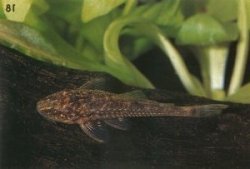 Parotocinclus sp. (2) - Click for species page