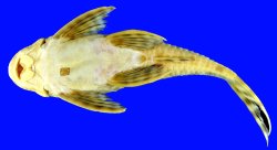 Peckoltia furcata