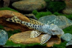 Peckoltia sabaji - Click for species data page