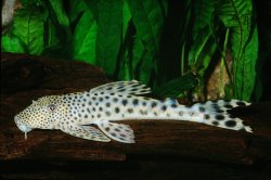 Peckoltia sabaji