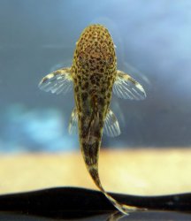 Peckoltia sabaji