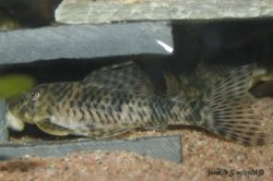 Peckoltia sp. (L055) - Click for species page