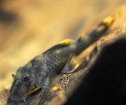 Peckoltia sp. (L076)